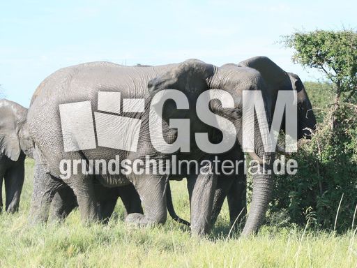 Afrikanischer_Elefant_09.JPG